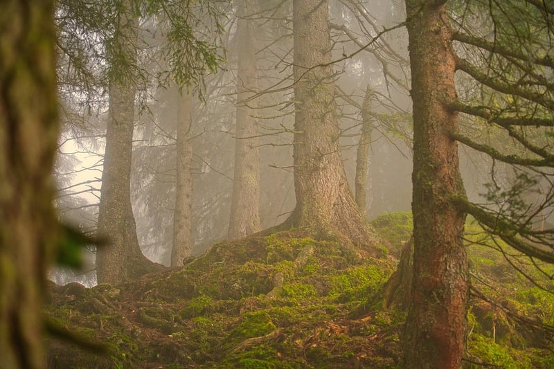 Whimsical Woods
