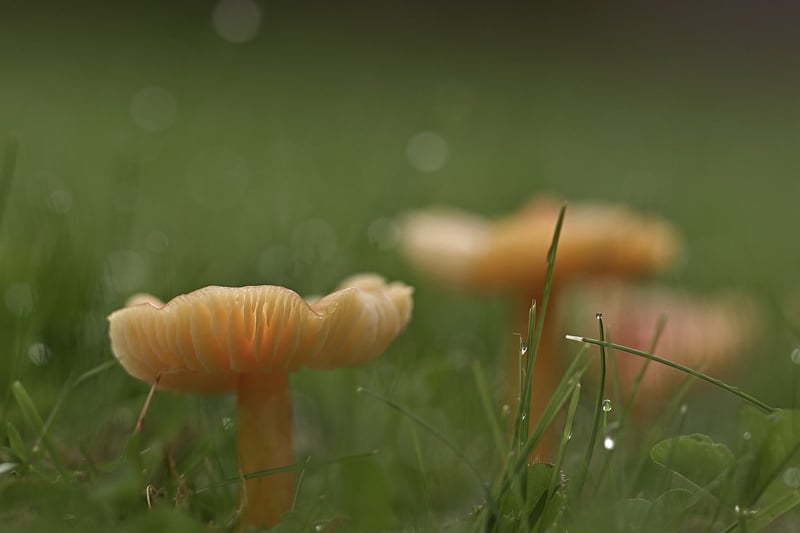 Mystical Meadow Clearing