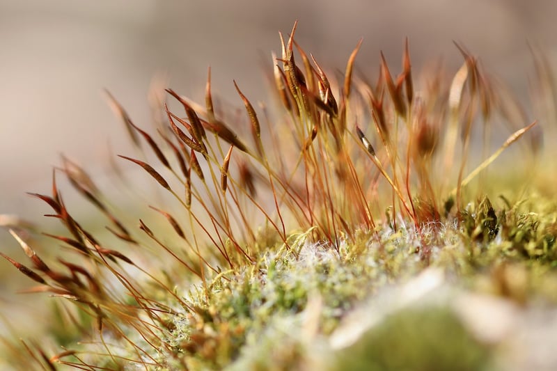 Moss and Lichen