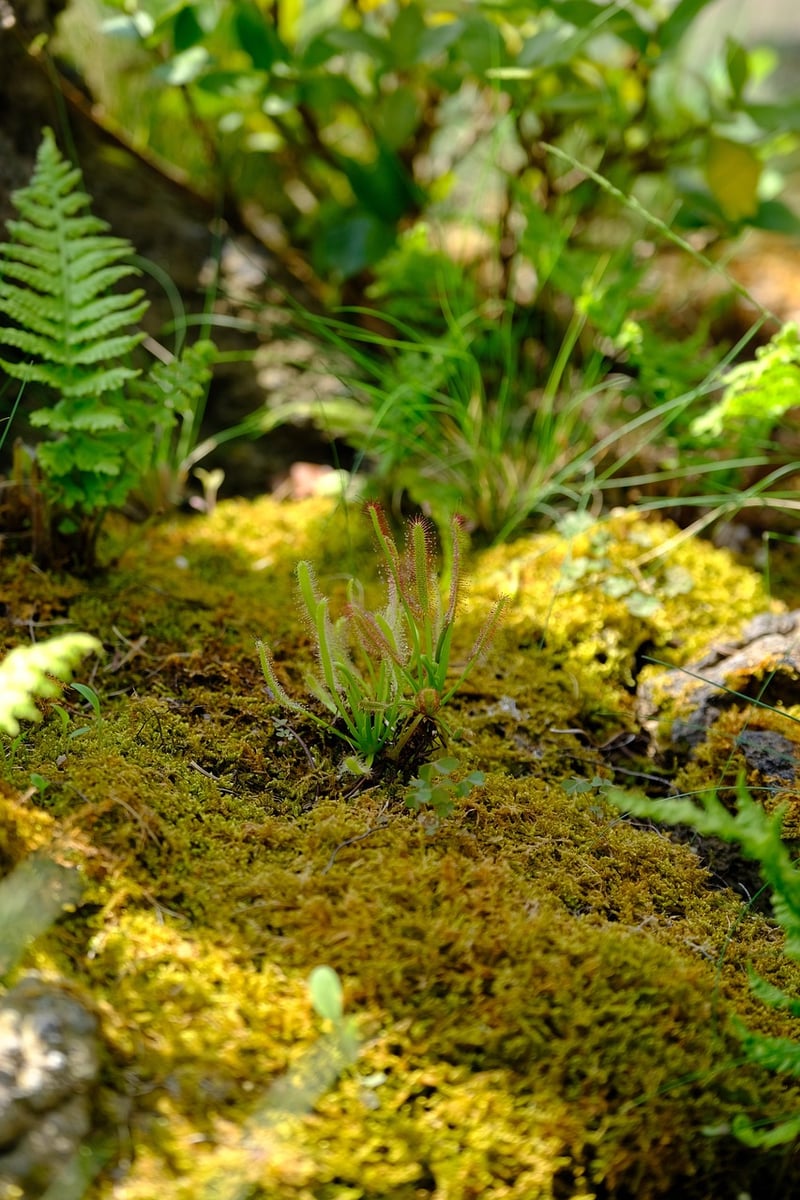 Moss and Succulent Terrariums